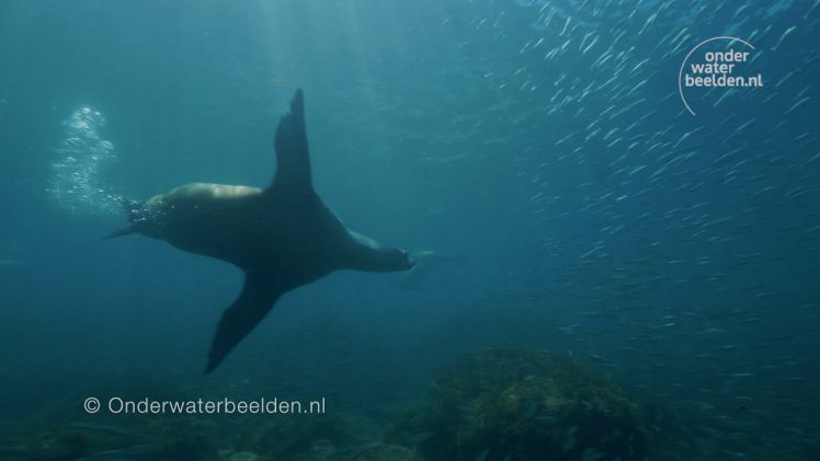 Zeeleeuw raast als een dolle door het water